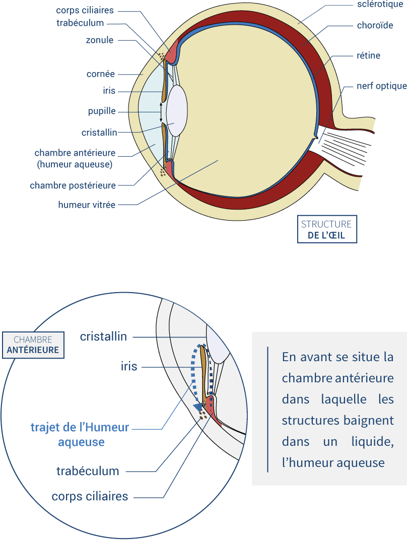 Structure de l'oeil et chambre intérieure de l'oeil
